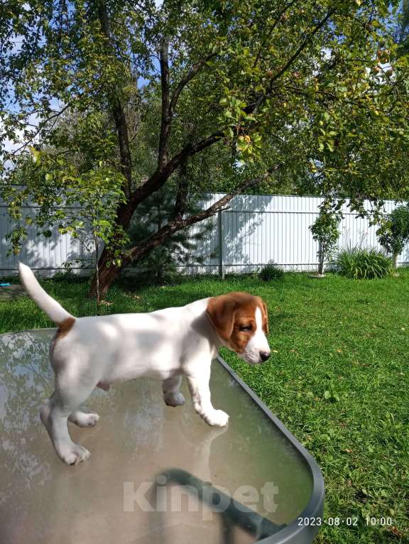 Собаки в Голицыно: Щенок Джек-рассел-террьер Мальчик, 40 000 руб. - фото 1