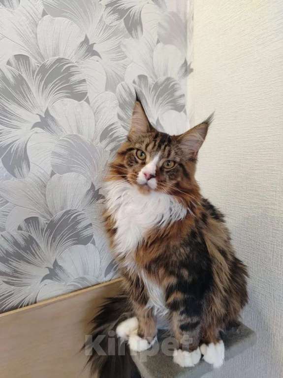Кошки в Усть-Катающем: котята Мeйн-кун. Разнополые, Бесплатно - фото 3