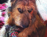 Собаки в Москве: Метис пикардийской овчарки, возраст около года Девочка, Бесплатно - фото 1
