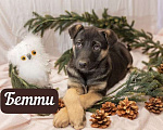 Собаки в Москве: 6 разноцветных щенков: шоколадные, трехцветные и другие ищут дом, Бесплатно - фото 4