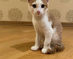 Кошки в Москве: Котёнок в добрые руки Мальчик, Бесплатно - фото 1