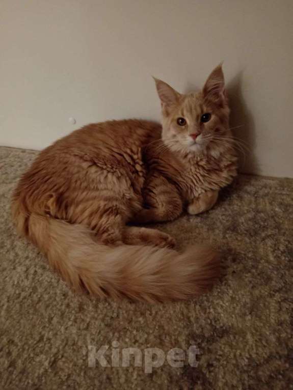 Кошки в Москве: Мейн-Кун "Камелия" Девочка, 45 000 руб. - фото 2