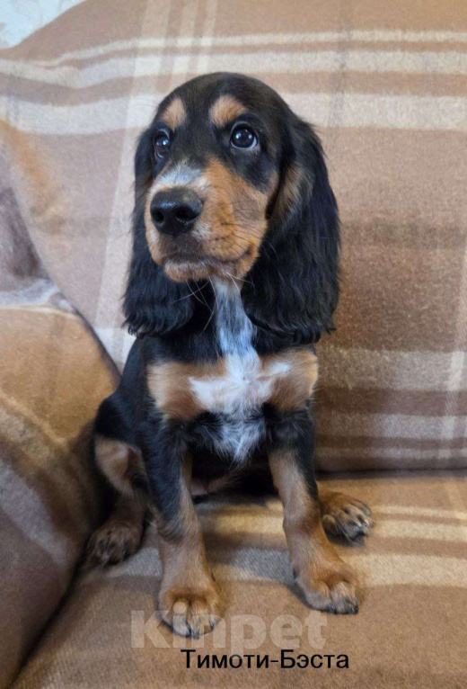 Собаки в Подольске: Щенок русского охотничьего спаниеля Девочка, Бесплатно - фото 1