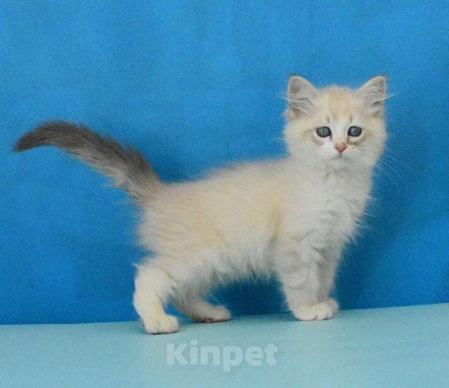 Кошки в Москве: Невский маскарадный котик Мальчик, Бесплатно - фото 3