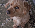 Собаки в Краснодаре: Розовый пёс в очень добрые руки Мальчик, 555 руб. - фото 5
