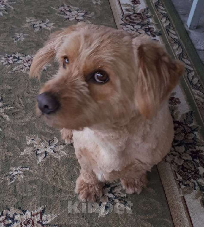 Собаки в Краснодаре: Розовый пёс в очень добрые руки Мальчик, 555 руб. - фото 5