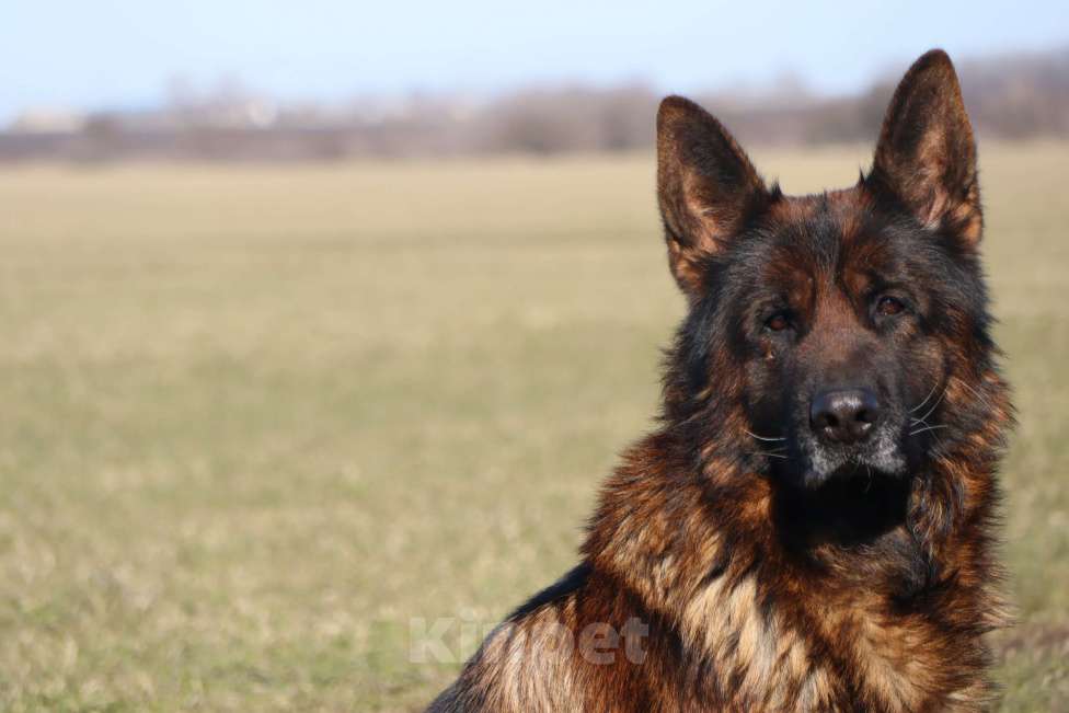 Собаки в Таганроге: Предлагается к вязке кобель немецкой овчарки Мальчик, 30 000 руб. - фото 1