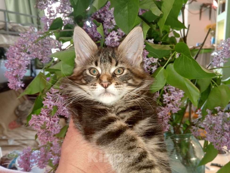 Кошки в Москве: Котэ  Мальчик, Бесплатно - фото 1