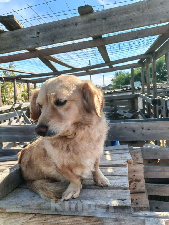 Собаки в Москве: Коротколапик ищет дом Мальчик, Бесплатно - фото 2