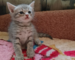 Кошки в Воронеже: Трое котят две девочки и мальчик Разнополые, Бесплатно - фото 6