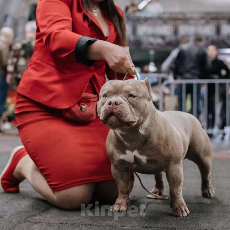Собаки в Новочеркасске: Американский булли Мальчик, 70 000 руб. - фото 7