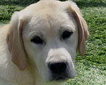 Собаки в Москве: Подрощенный щенок лабрадора Мальчик, Бесплатно - фото 1