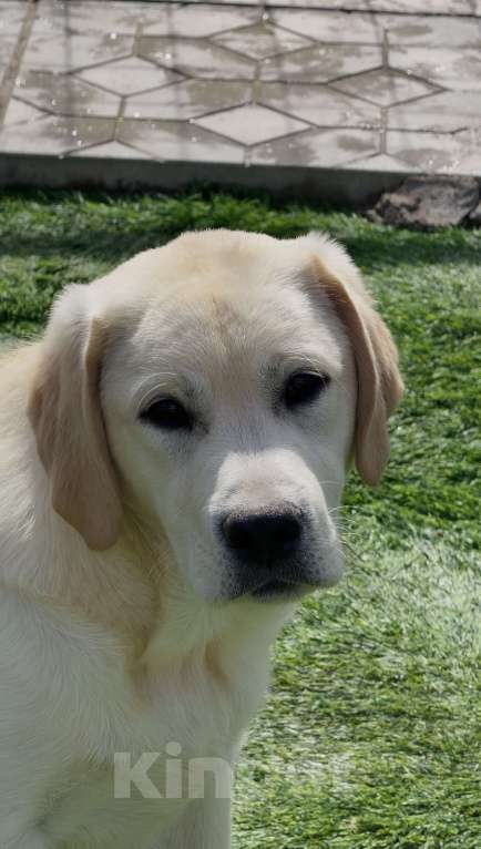 Собаки в Москве: Подрощенный щенок лабрадора Мальчик, Бесплатно - фото 1