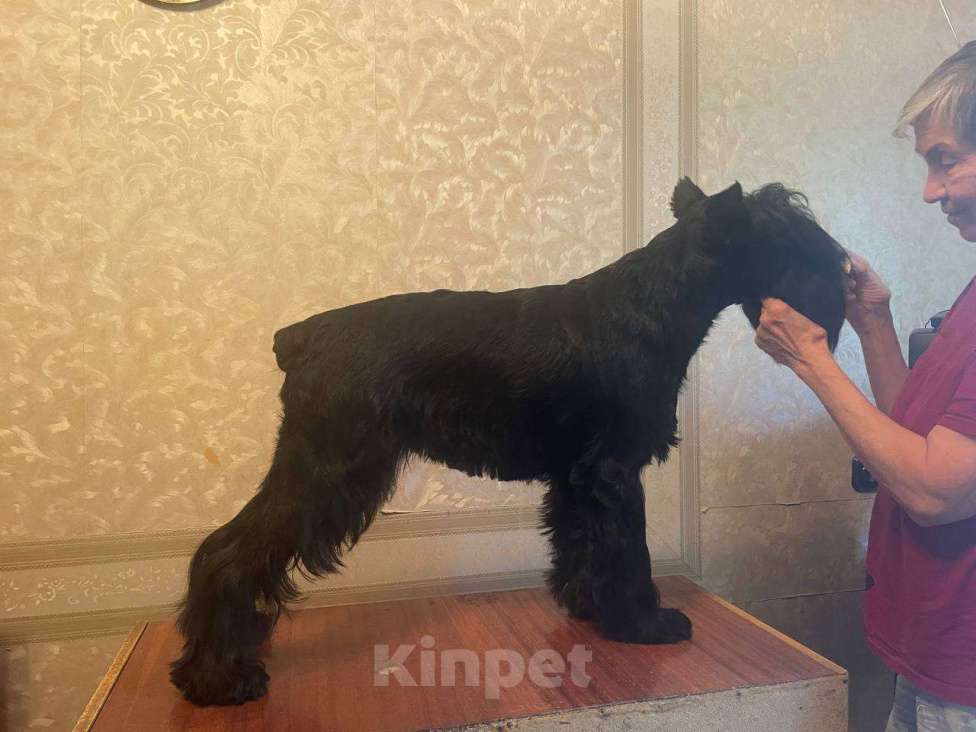 Собаки в Самаре: Щенки чёрного шнауцера рождённые 22.10.2022 Мальчик, 50 000 руб. - фото 1