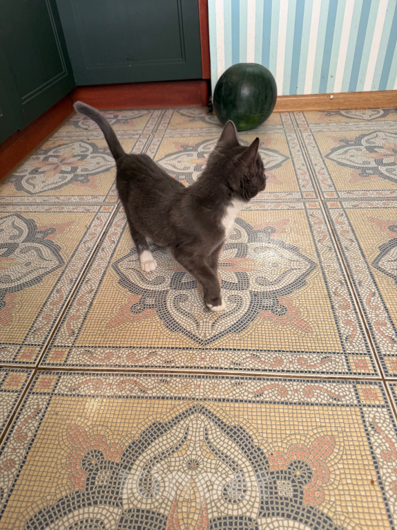 Кошки в Москве: Котенок Девочка, Бесплатно - фото 3
