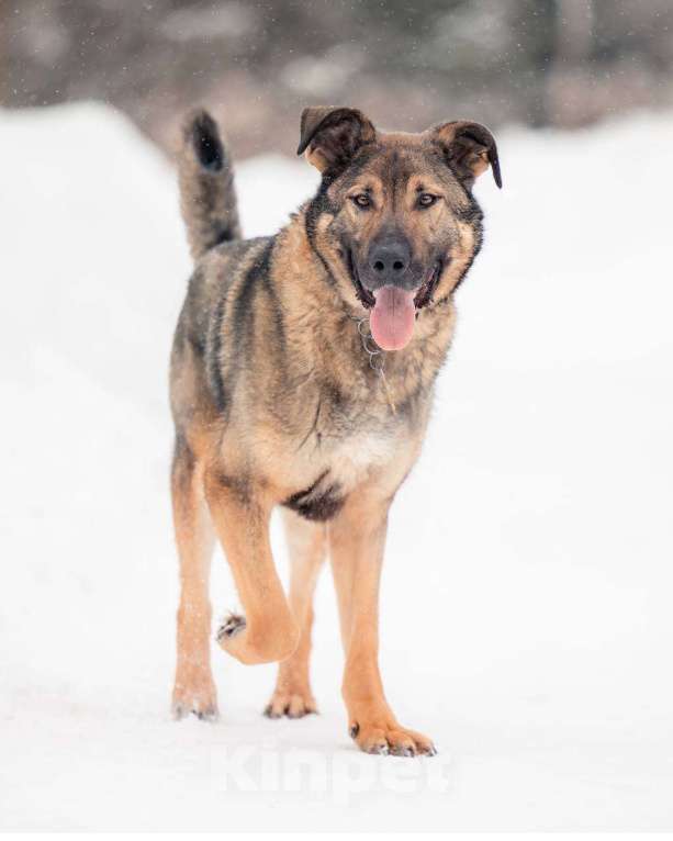 Собаки в других городах Московской области: Чивас ждет чуда Мальчик, Бесплатно - фото 3
