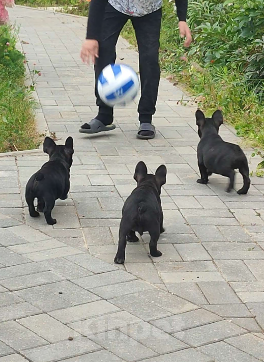 Собаки в других городах Московской области: Щенок французского бульдога 3 мес Мальчик, 80 000 руб. - фото 2