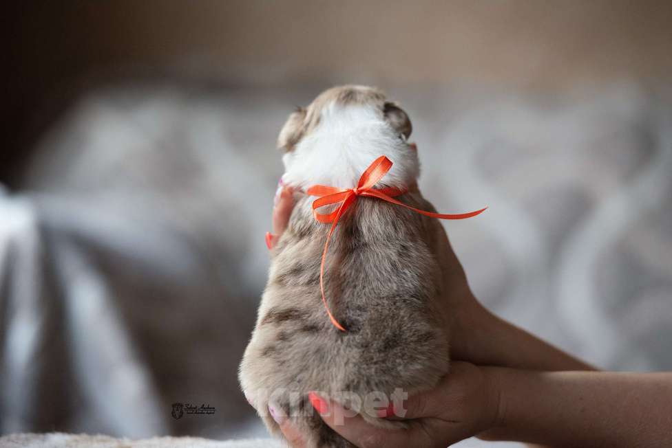 Собаки в Москве: Миниатюрная американская овчарка (мини-аусси) Девочка, 250 000 руб. - фото 2