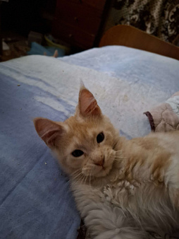 Красный мраморный кун