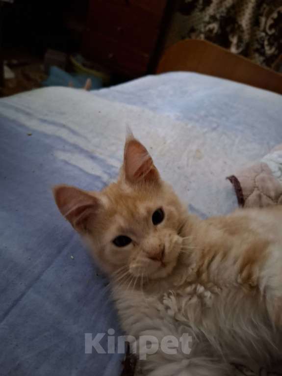 Кошки в Москве: Красный мраморный кун Мальчик, 20 000 руб. - фото 1