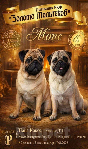 Собаки в Александрове: Абрикосовые мопсята. Мальчик, 70 000 руб. - фото 1