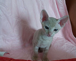 Кошки в Артеме: Котёнок Девочка, 5 000 руб. - фото 3