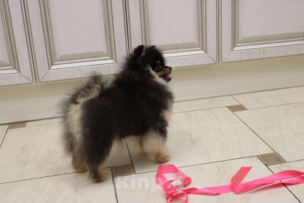 Собаки в Москве: Мальчик мини Мальчик, 25 000 руб. - фото 2