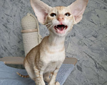 Кошки в Рязани: Ориентальный котенок Мальчик, 50 000 руб. - фото 1