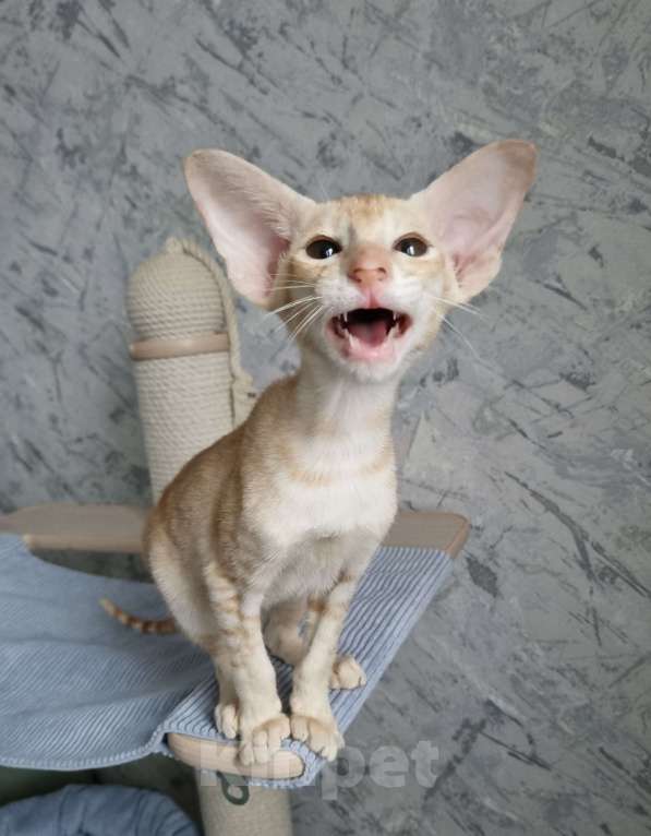 Кошки в Рязани: Ориентальный котенок Мальчик, 50 000 руб. - фото 1