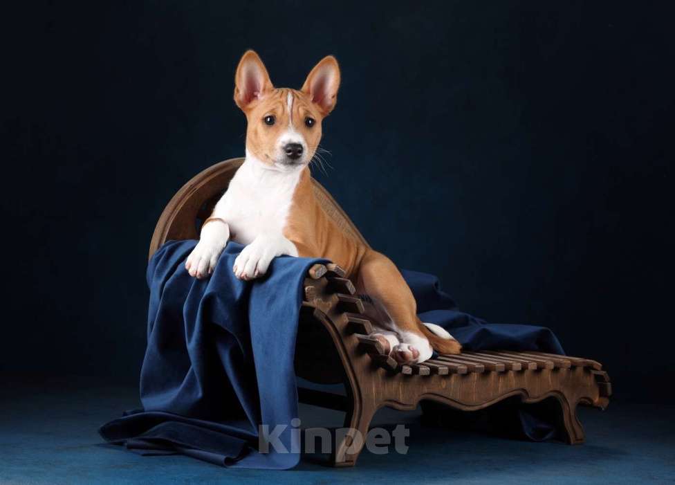 Собаки в Санкт-Петербурге: Щенок басенджи Девочка, Бесплатно - фото 9