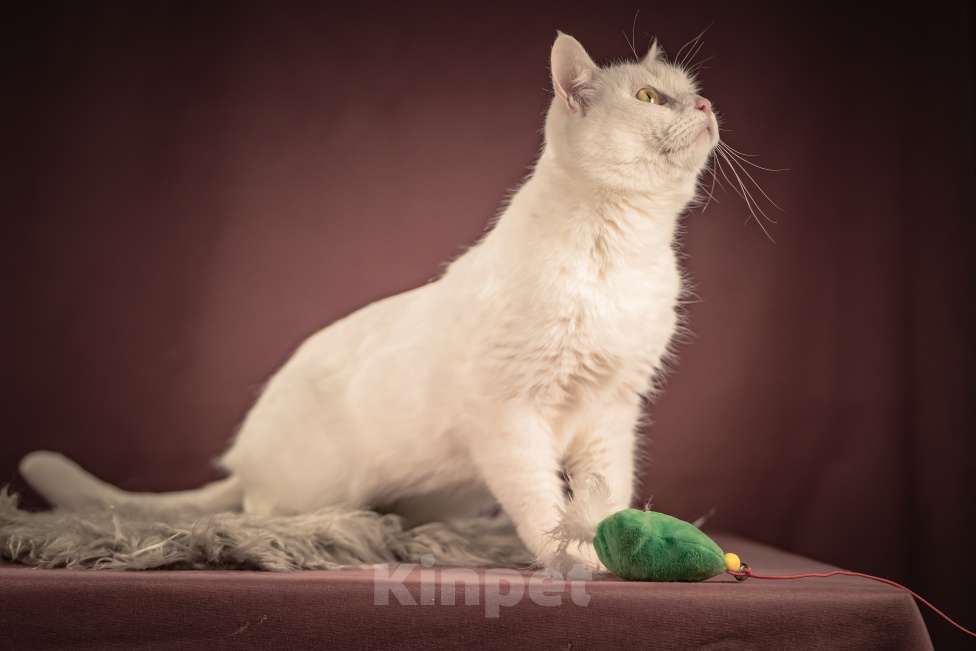 Кошки в Клине: Кассиопея — изящная кошечка, точно фарфоровая статуэтка Девочка, Бесплатно - фото 8