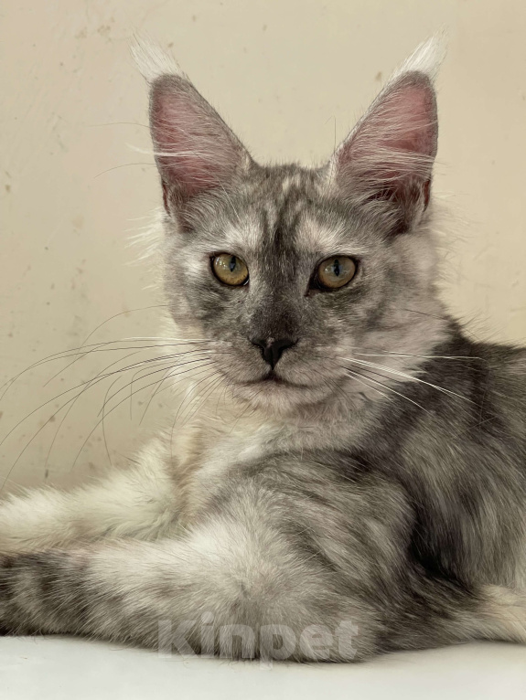 Кошки в Москве: ДЕВЧУШКА НА ВЫДАНЬЕ ИЗ ПИТОМНИКА Девочка, 60 000 руб. - фото 8