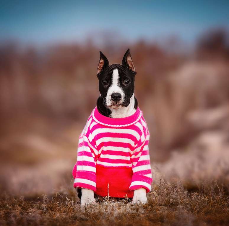 Собаки в Москве: Красивая девочка амстаффа  Девочка, 60 000 руб. - фото 2