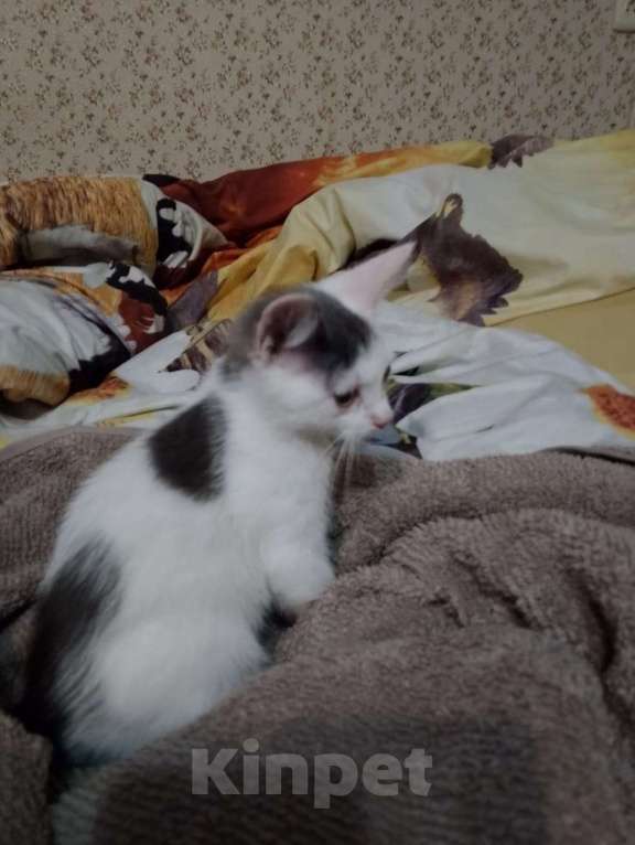 Кошки в Саратове: Срочно в добрые руки Девочка, Бесплатно - фото 3