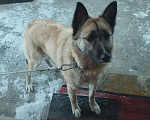Собаки в Петрозаводске: Отдам щенка девочку Девочка, 50 руб. - фото 4