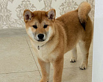 Собаки в Москве: Сиба мальчики Мальчик, 60 000 руб. - фото 1