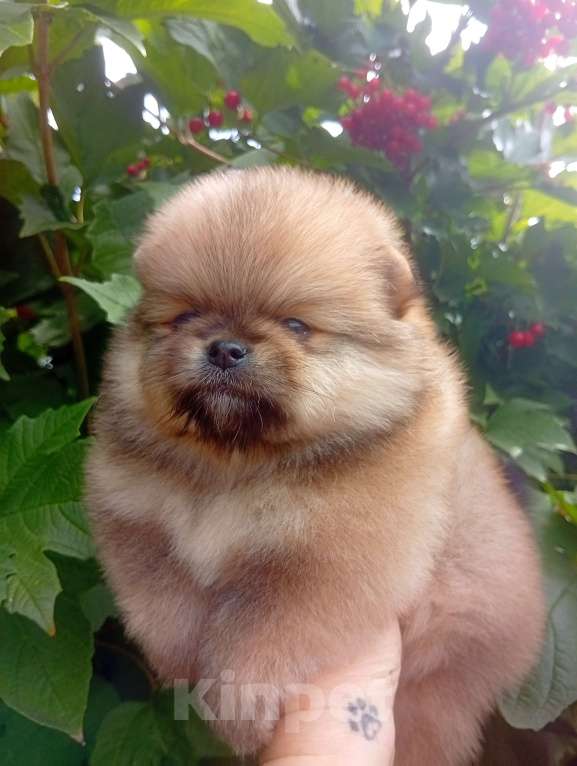 Собаки в Воронеже: Шпиц мишка Мальчик, Бесплатно - фото 3