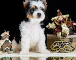Собаки в Москве: Щенки Бивер терьера из питомника РКФ Мальчик, 40 000 руб. - фото 5