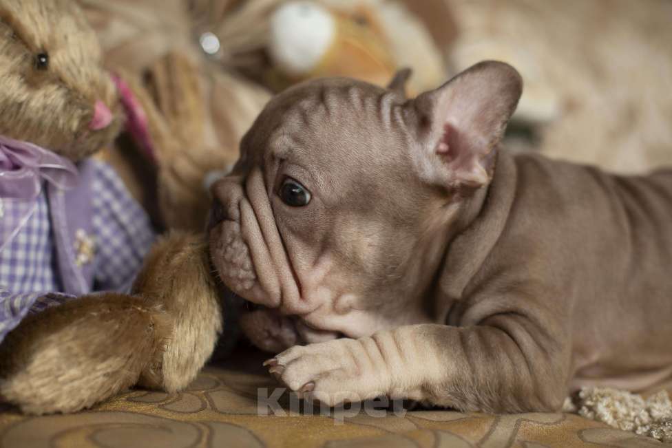 Собаки в Москве: Французский бульдог, щенок Девочка, 70 000 руб. - фото 4