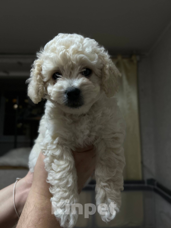 Собаки в Мытищах: Фистик Мальчик, 70 000 руб. - фото 5