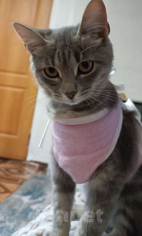 Кошки в Уфе: Пропала кошка в районе Гастелло Девочка, 1 000 руб. - фото 2