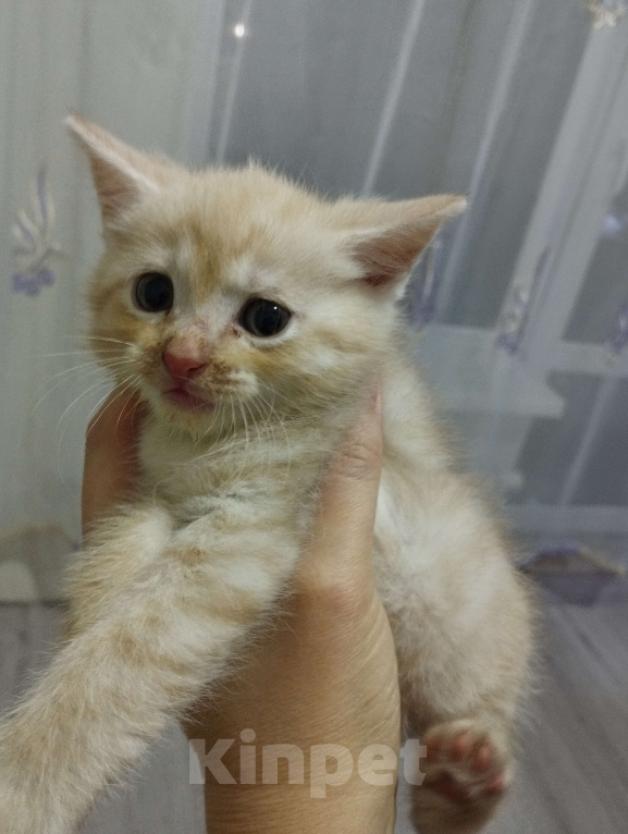 Кошки в Одинцово: Котенок в добрые руки  Девочка, Бесплатно - фото 1