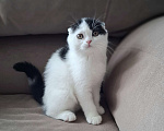 Кошки в Ярославле: Шотландский вислоухий короткошерстный мальчик  Мальчик, 30 000 руб. - фото 4