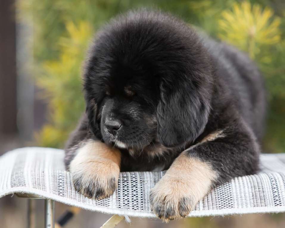 Собаки в других городах Ярославской области: Щенки Тибетского Мастифа  Мальчик, 100 000 руб. - фото 7