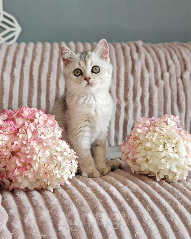 Кошки в Москве: Породистые шотландские котята Девочка, 65 000 руб. - фото 4