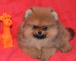 Собаки в Самаре: Померанский шпиц Мальчик, 55 000 руб. - фото 4