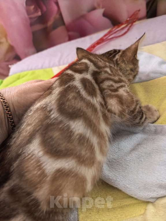 Кошки в Ельце: Снежные эксклюзивчики Мальчик, Бесплатно - фото 4