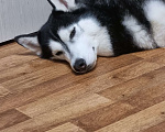 Собаки в Тольятти: Кареглазая красавица Чара Девочка, Бесплатно - фото 2