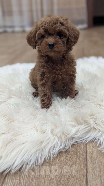 Собаки в Москве: Мальчик Мальтипу Мальчик, 100 000 руб. - фото 1