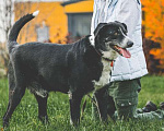 Собаки в Подольске: Одинокий приютский пес Пушок хочет найти хозяев! Мальчик, Бесплатно - фото 7